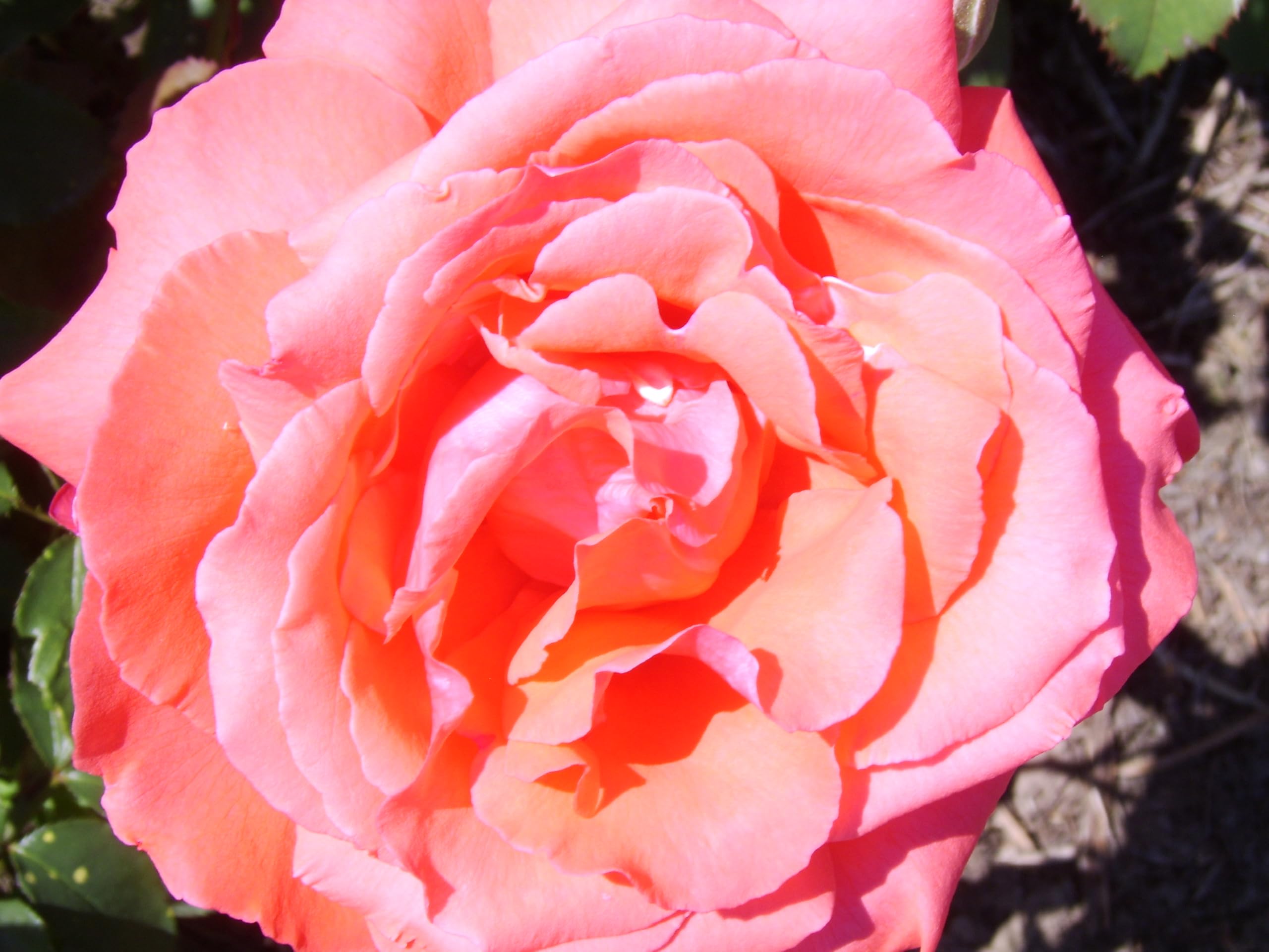 ‘Fragrant Cloud’ – Coral-Red - Hybrid Tea Rose – 4L Potted