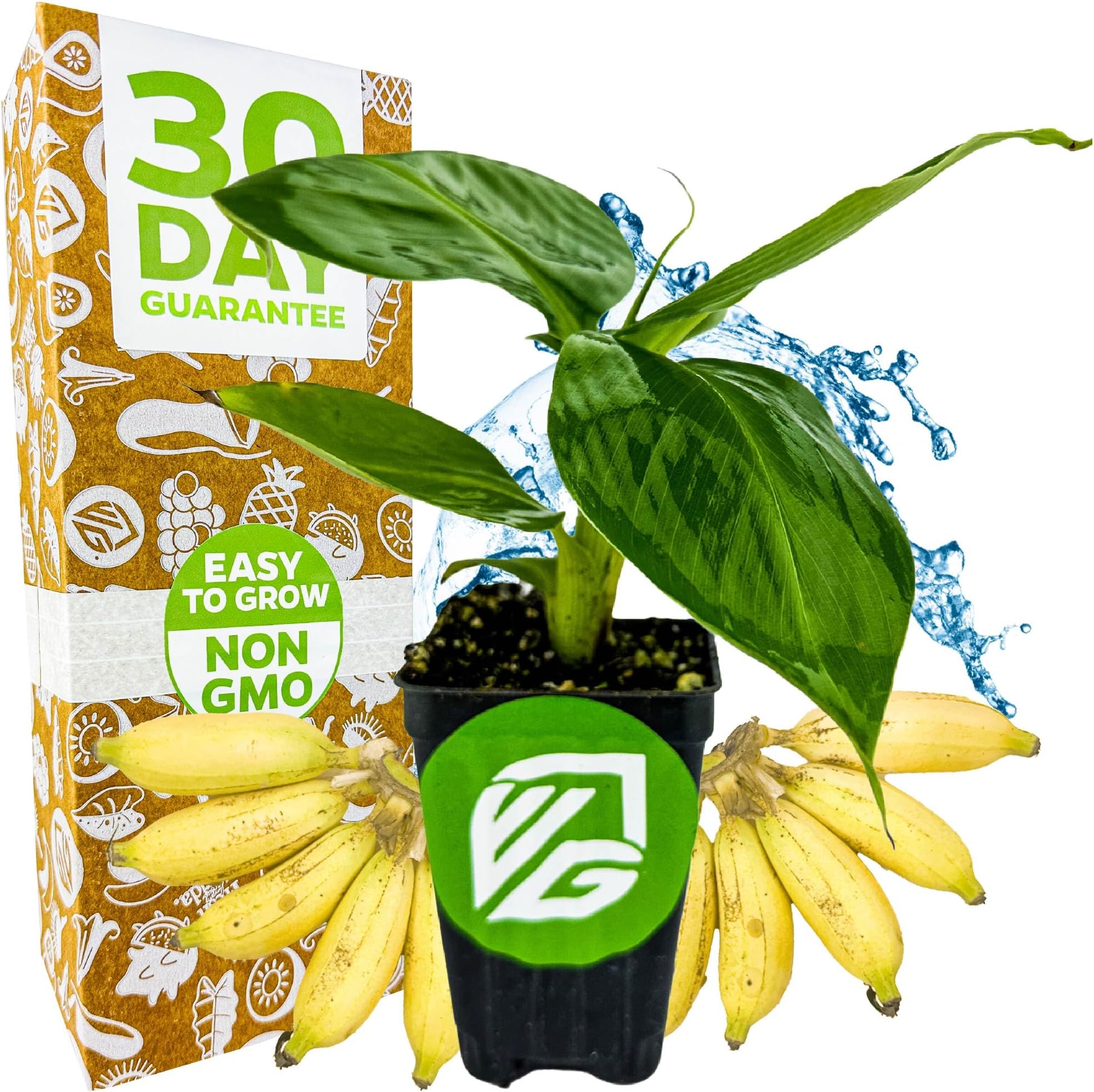 Truly Tiny Banana Tree (1-Pack) Live Plants by Wellspring Gardens