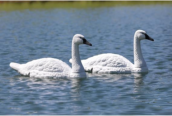 Higdon Outdoors Floating and Field Full-Size Tundra Swan Decoy Pair for Waterfowl and Ornamental Water Garden, Pond and Landscape Decoration Plus Pest Deterrent