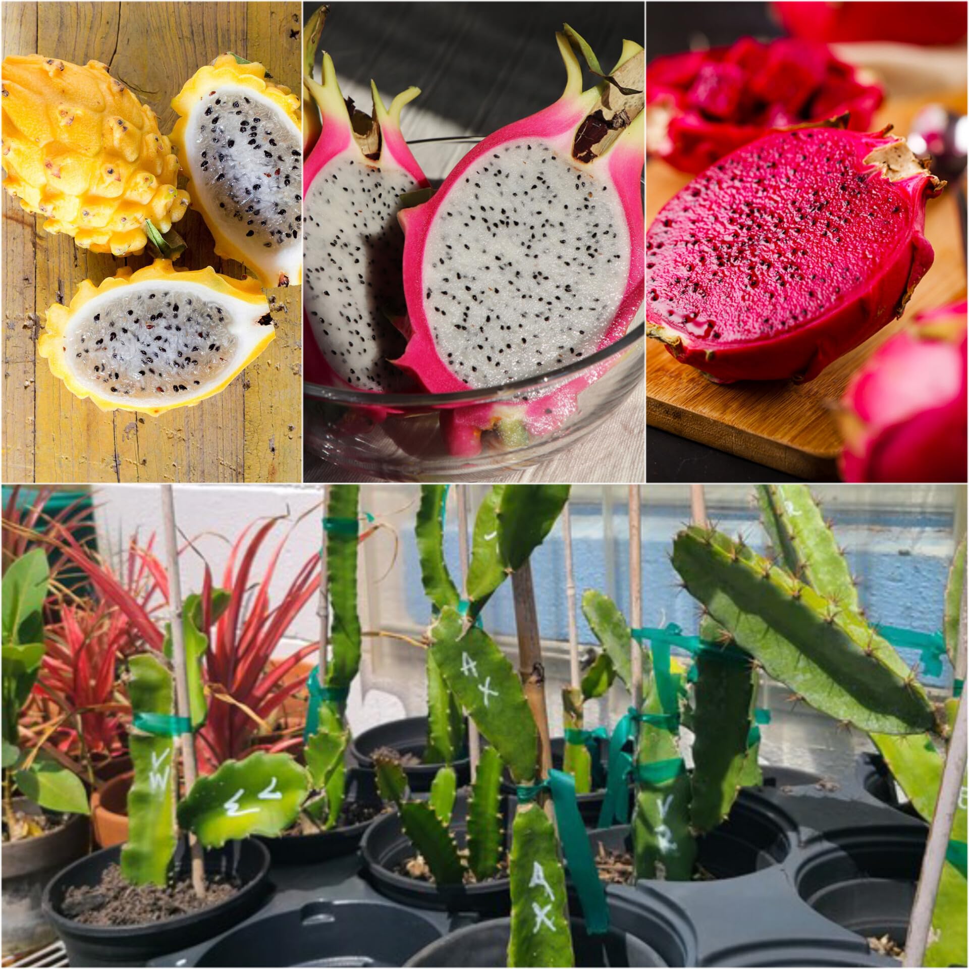 Dragon fruit plant live combo pack of all 3 varieties || Pink, Pink skin with white inside, Yellow-image-29