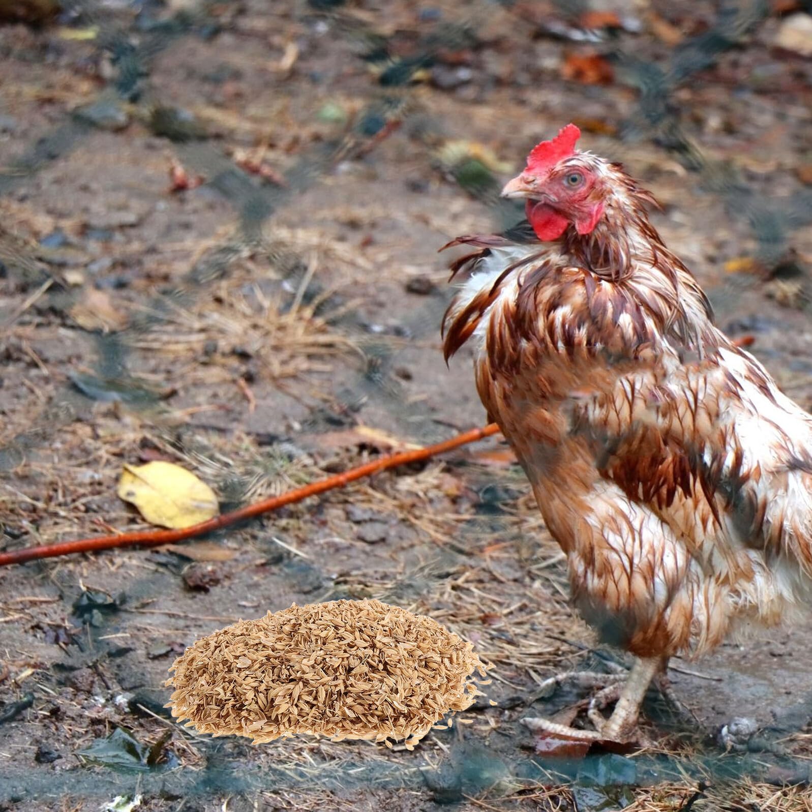 Alasum Lecho para Aves de Corral Natural de Cáscara de Arroz Orgánico 1,5 Kg para Gallineros, Cajas Nido y Suministros para Invierno, Cama Ecológica para Mascotas Pequeñas y Jardinería