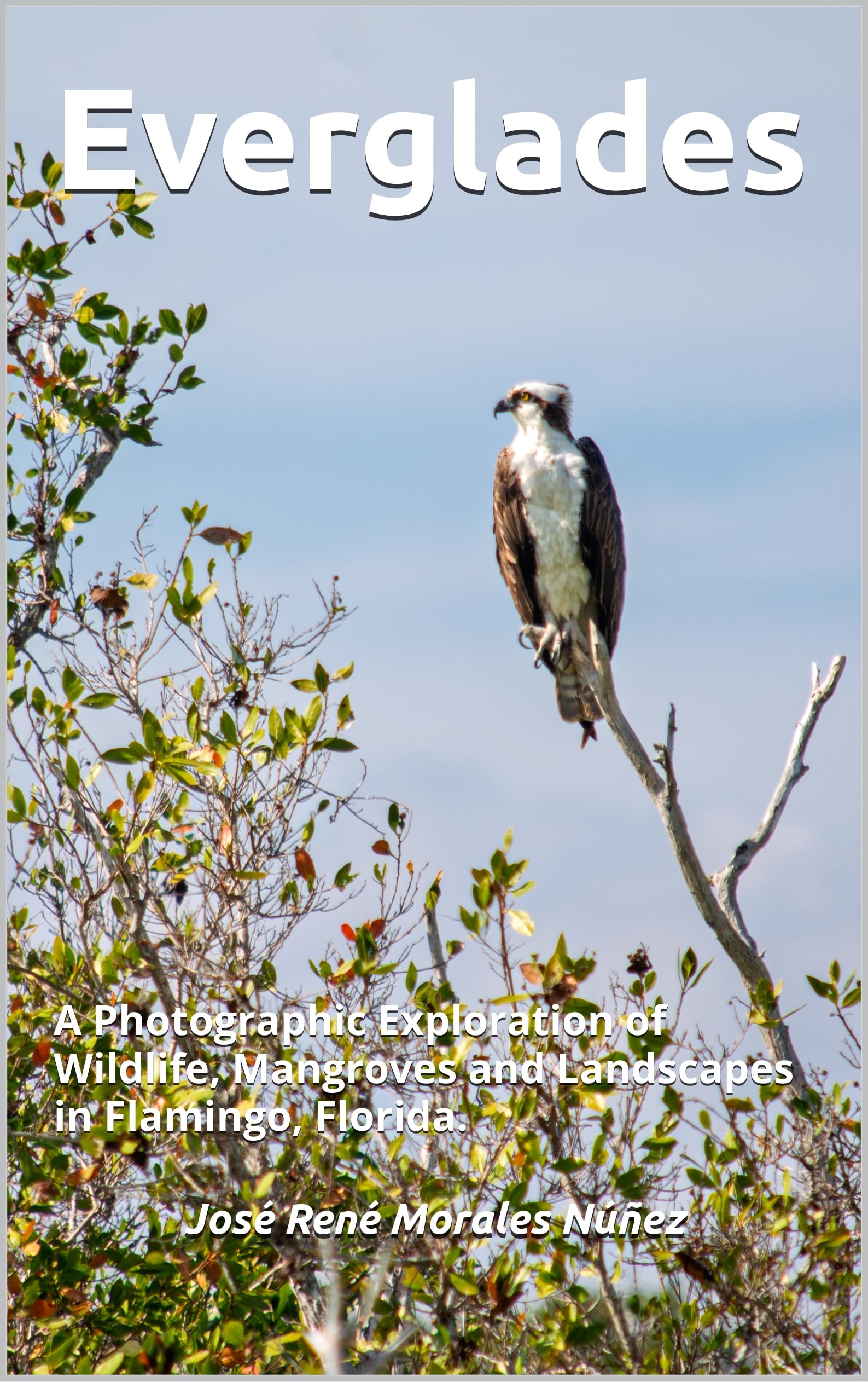 Everglades livre photographie faune mangroves paysages Flamingo