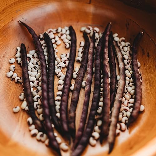 Miniatura 2 de Pink Eyed Purple Hull Cowpea - 50 semillas - Variedad de guisantes de campo sureño de reliquia, cultivadas en Estados Unidos, semillas de guisante