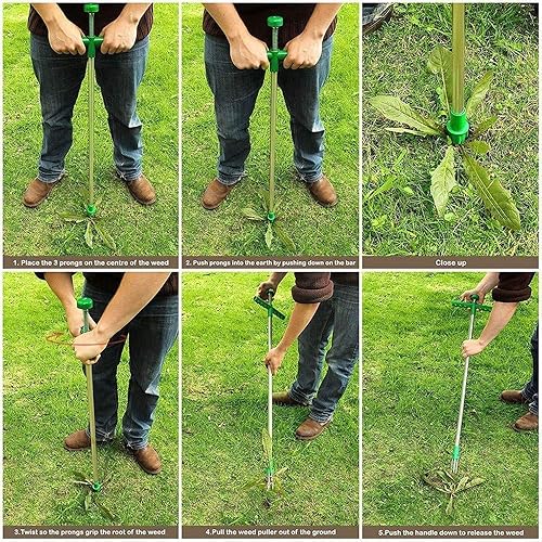 Miniatura 6 de Hilif Garden Stand Up Weeder y extractor de malas hierbas, herramienta manual de mano con 3 garras de acero inoxidable y pedal de alta resistencia,