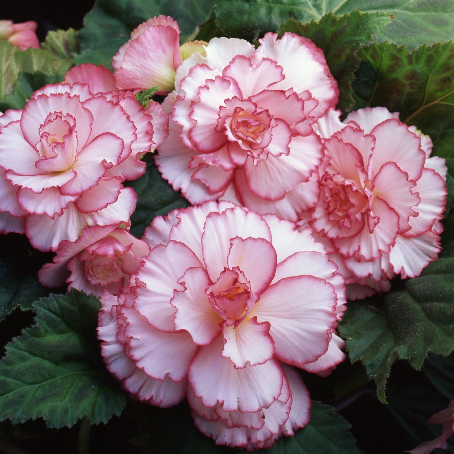 Easy to Grow Begonia Picotee White Pink 3 Bulbs - White & Pink Trim Flowers Bloom in Summer Shade Tropical Spring Planted