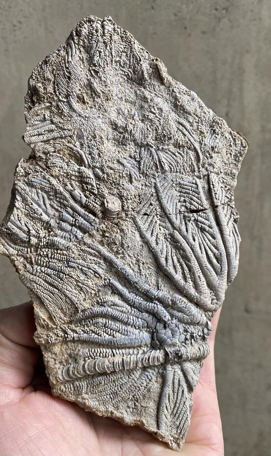 Natural Devonian Prehistoric Jurassic biota crinoids Fossils