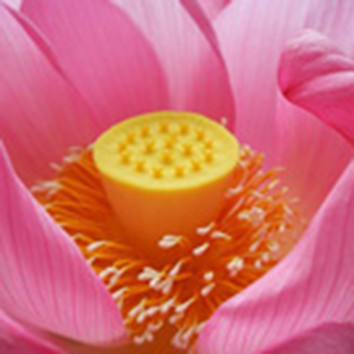 Lotus Flower Facts - App on Amazon Appstore