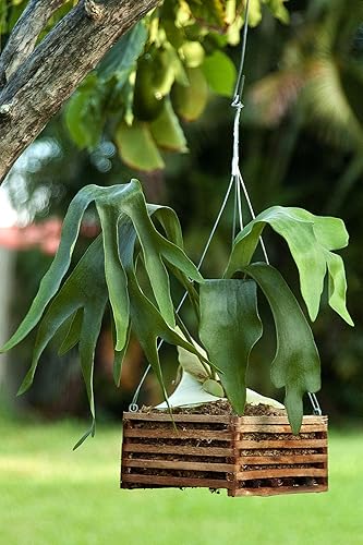 Miniatura 9 de Sun Bulb 52720 Better GRO Cesta cuadrada de cedro, 8"