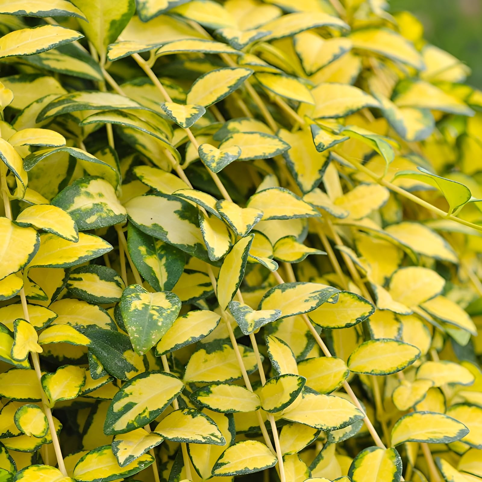 Stauden Gänge 10 x Vinca minor 'Imagine' Buntes Blaues Kleines Immergrün