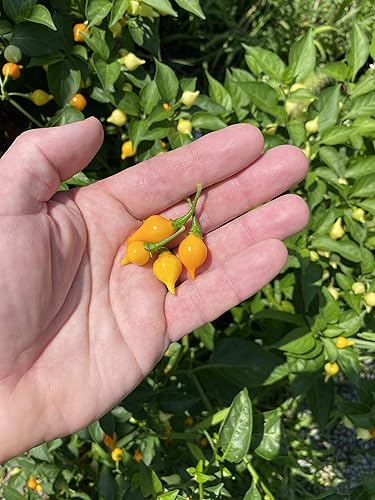 Miniatura 2 de Paquete de semillas premium de pimienta amarilla Biquinho Chupetinho Heirloom