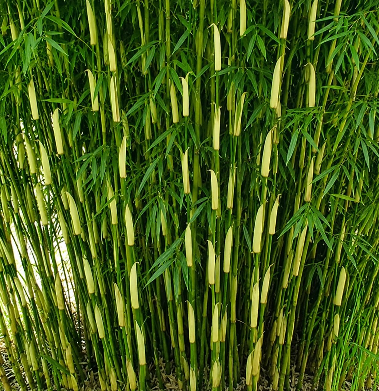 Fargesia Campbell - Fargesia robusta 'Campbell' Bambù Ornamentale da Esterno, Verde, 125/175 cm, Vaso 24, Non Invasivo, Sempreverde, Rustico fino a -20°C