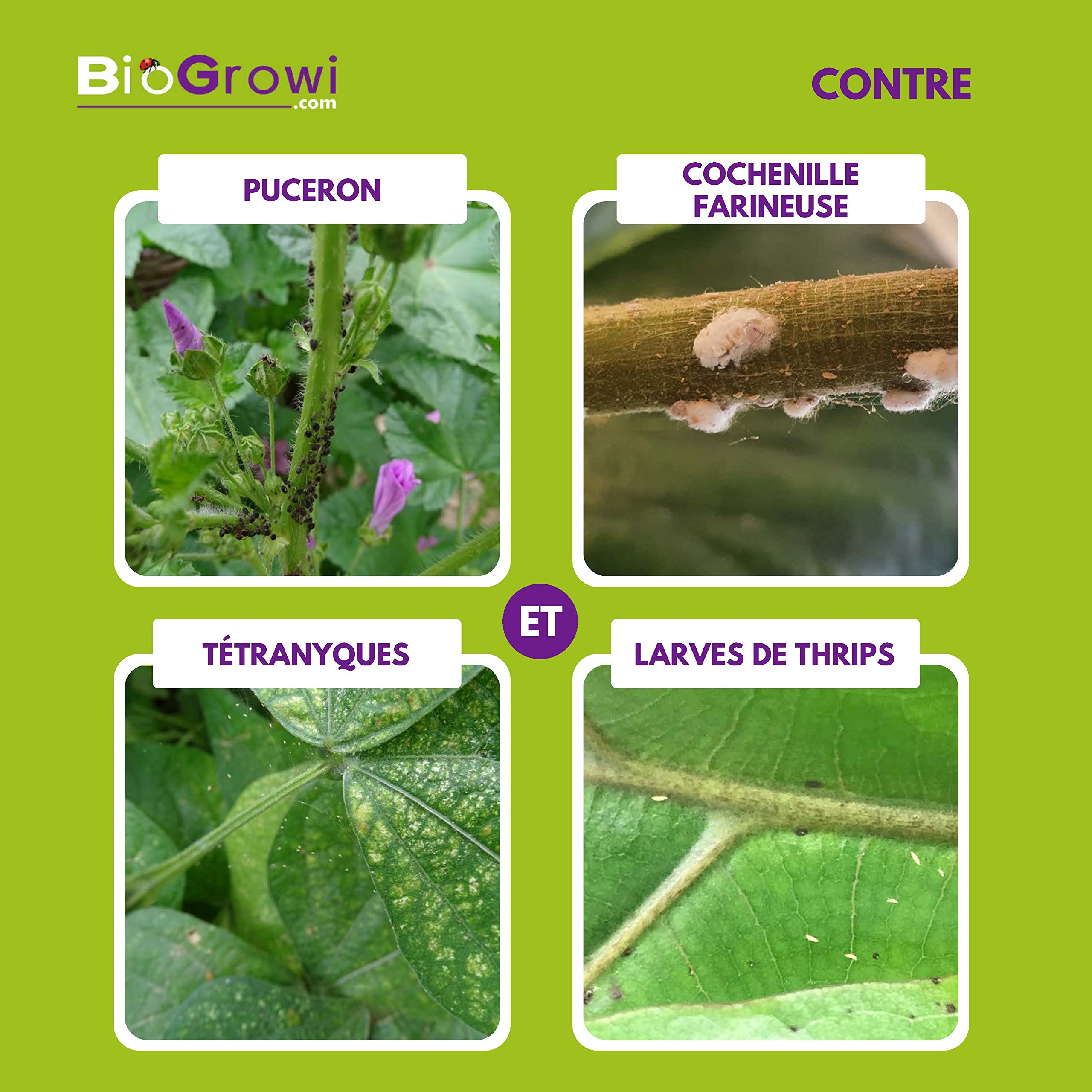 Chrysopa - 1000 Larves de Chrysope contre les Pucerons et les Cochenilles. Chrysopa Carnea contre les Tétranyques. Anti Pucerons Plantes. Application Naturelle et Biologique.