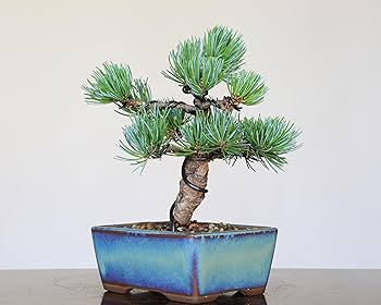 那須五葉松盆栽 Amazon.co.jp: 那須五葉松 八房品種『那須娘』小品盆栽【泰寿園 Online