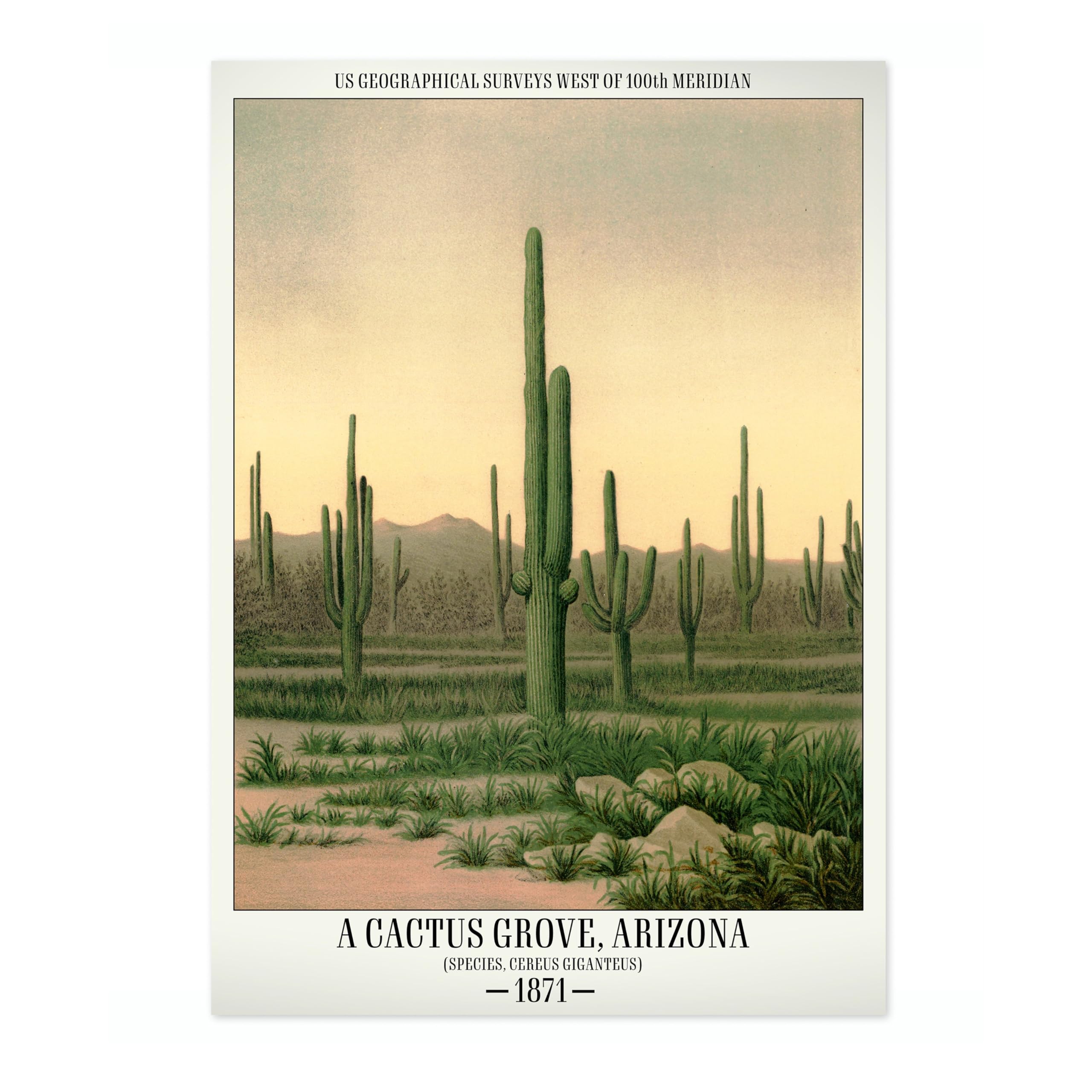 A Cactus Grove, Arizona Poster, Vintage Botanical Art Prints, Retro Encyclopedia Illustration Wall Art Plants Botany Pictures, Bedroom Living Room Home Decor, A1 (Print Only) - 84.1x59.4cm โ image 1