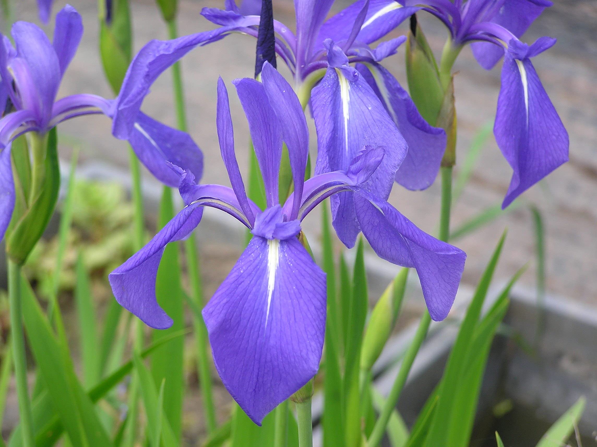 Carbeth Plants Pond Plants for Small Ponds - 3 X 9cm Pot Laevigata Iris
