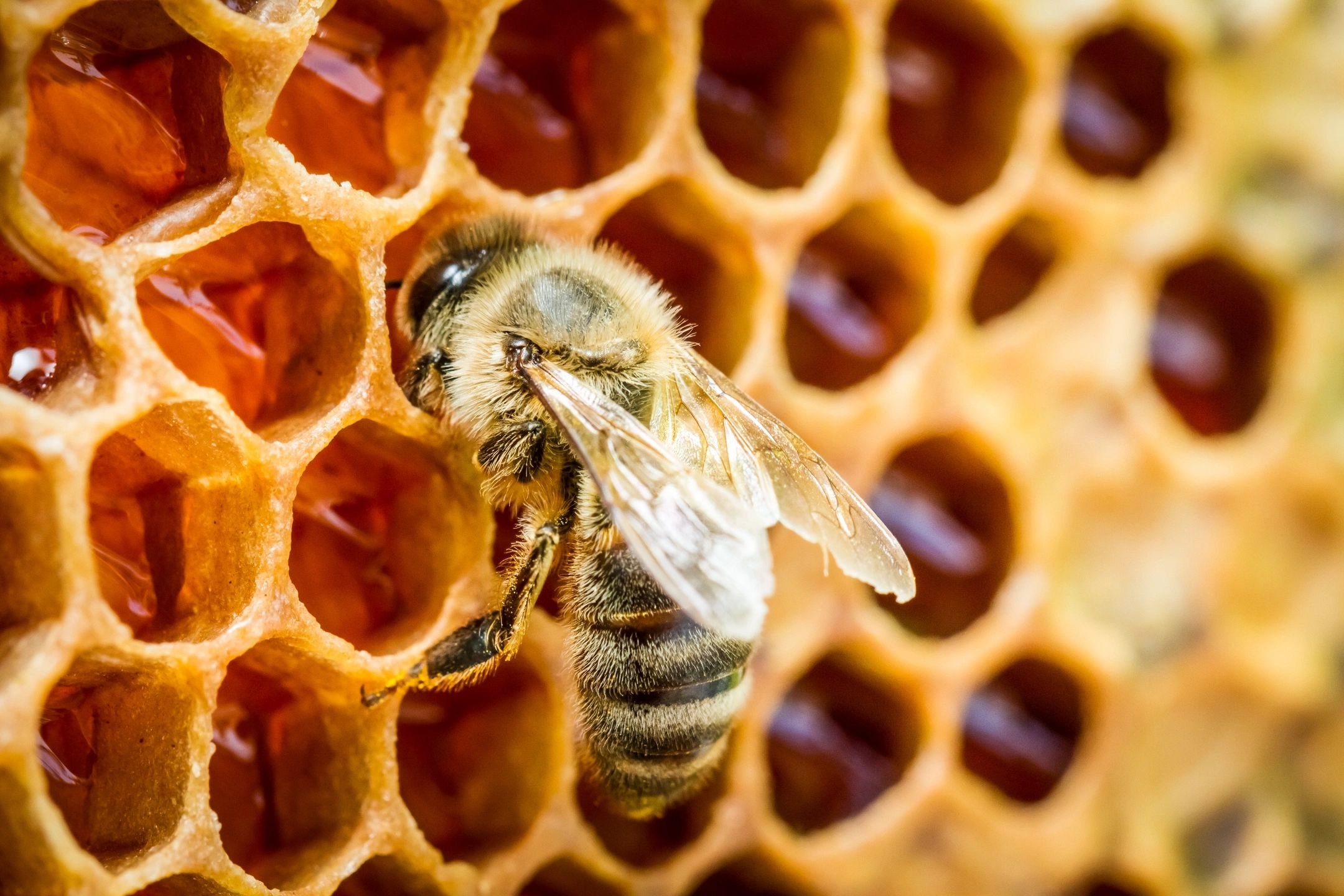 Blütenhonig aus Spanien - Premium Qualität - reines Naturprodukt - kaltgeschleudert - unfiltriert- süßer Geschmack aus dem Blumennektar- 3 x 1 Kg Glas, Größe:1000 g, Geschmack:Blüte