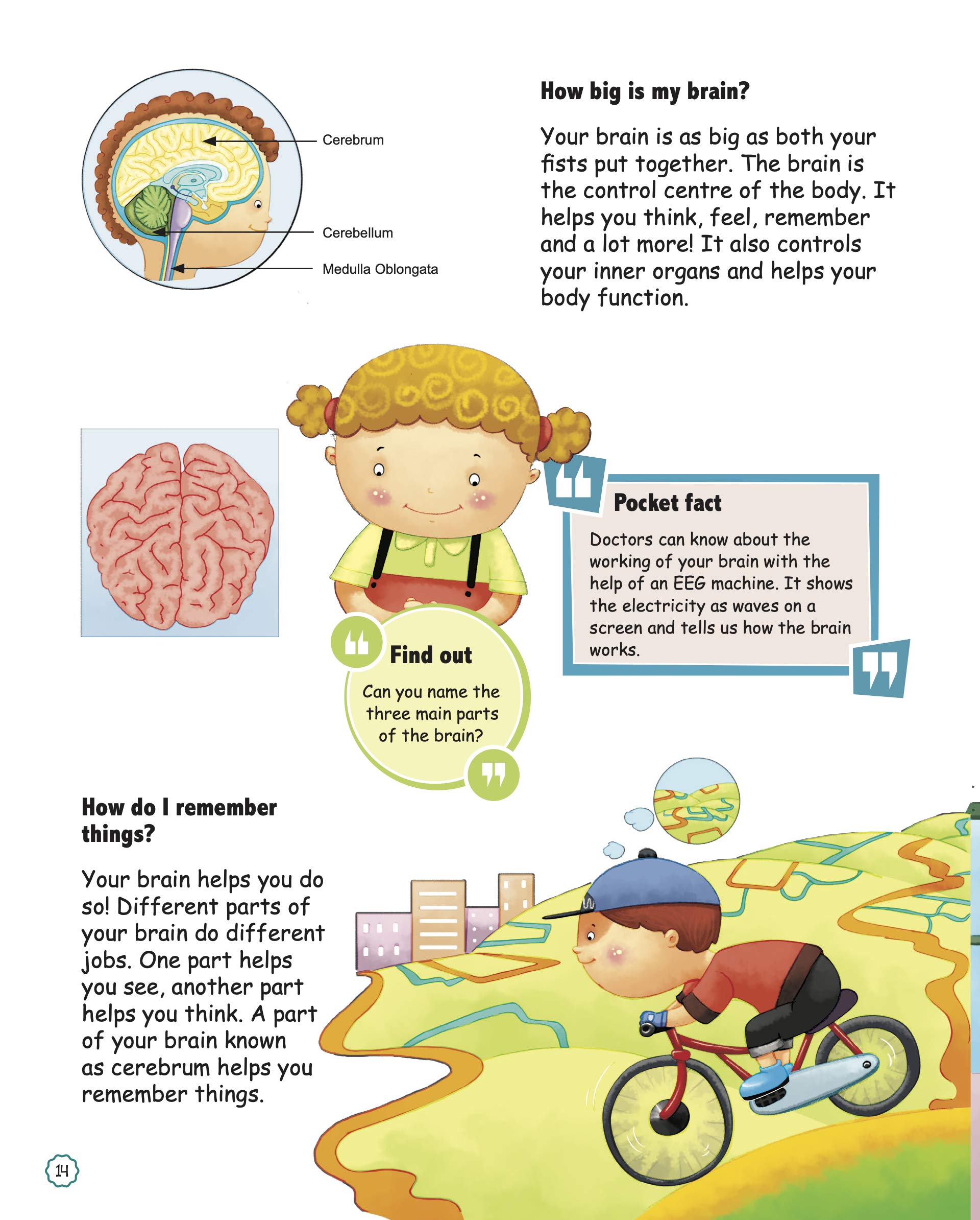 Encyclopedia: Amazing Questions & Answers Human Body 4