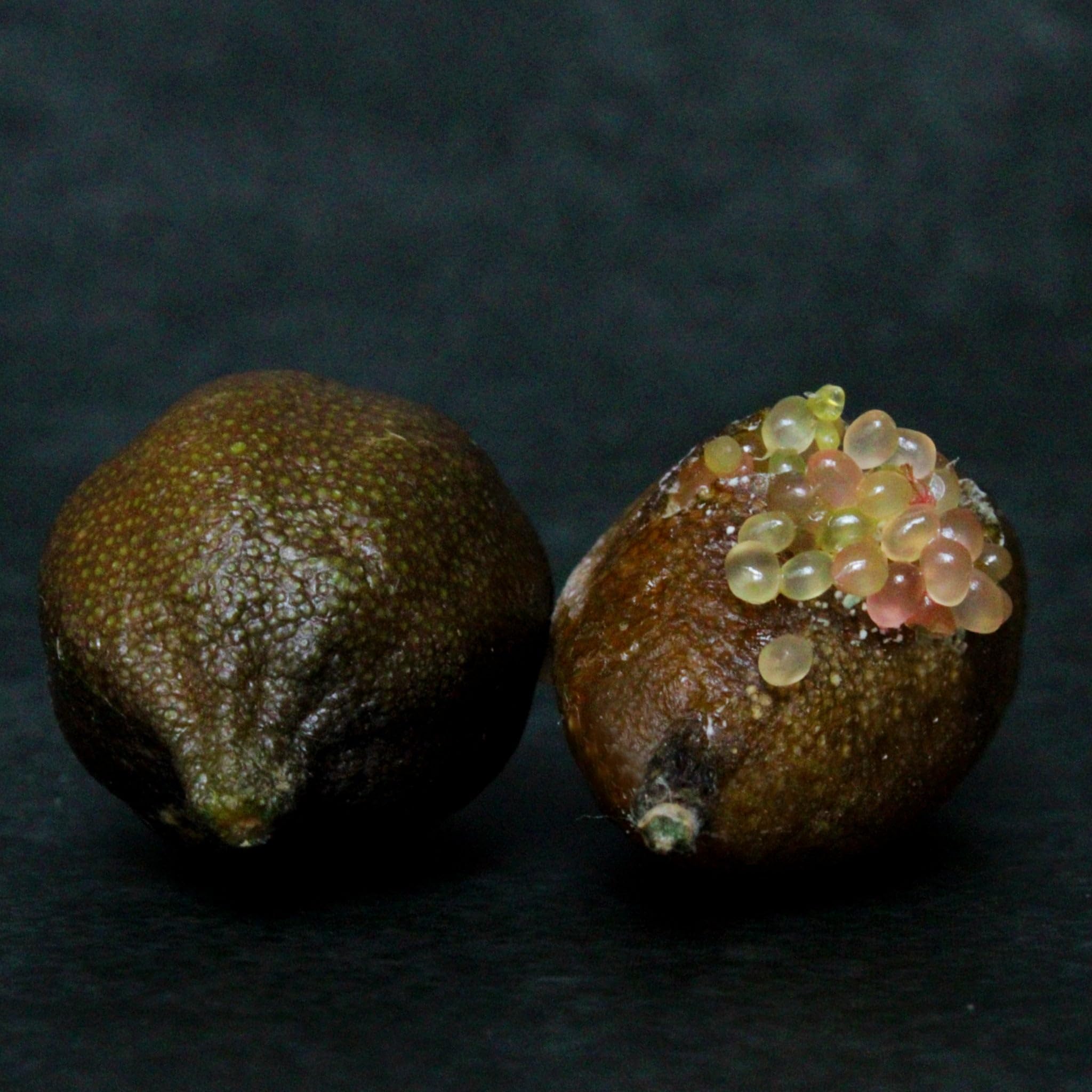 Limone Caviale Rosa Finger Lime Microcitrus australasica, Pianta di Agrume da Frutto in Vaso, 70/80 cm, Vaso 22, Verde