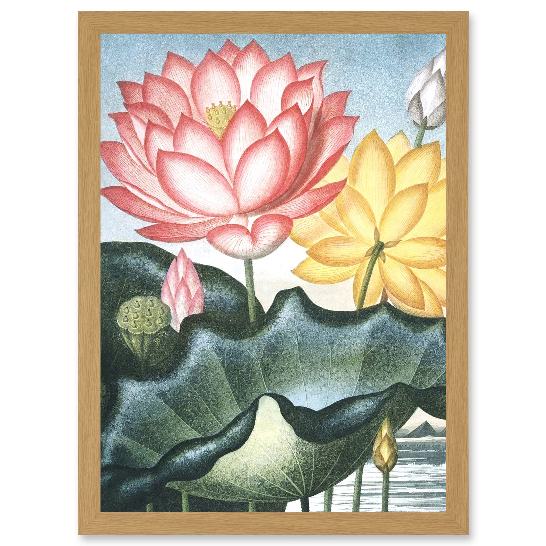 Wee Blue Coo Flowers Lotus Sacred Egyptian Bean Artwork Framed Wall Art Print A4
