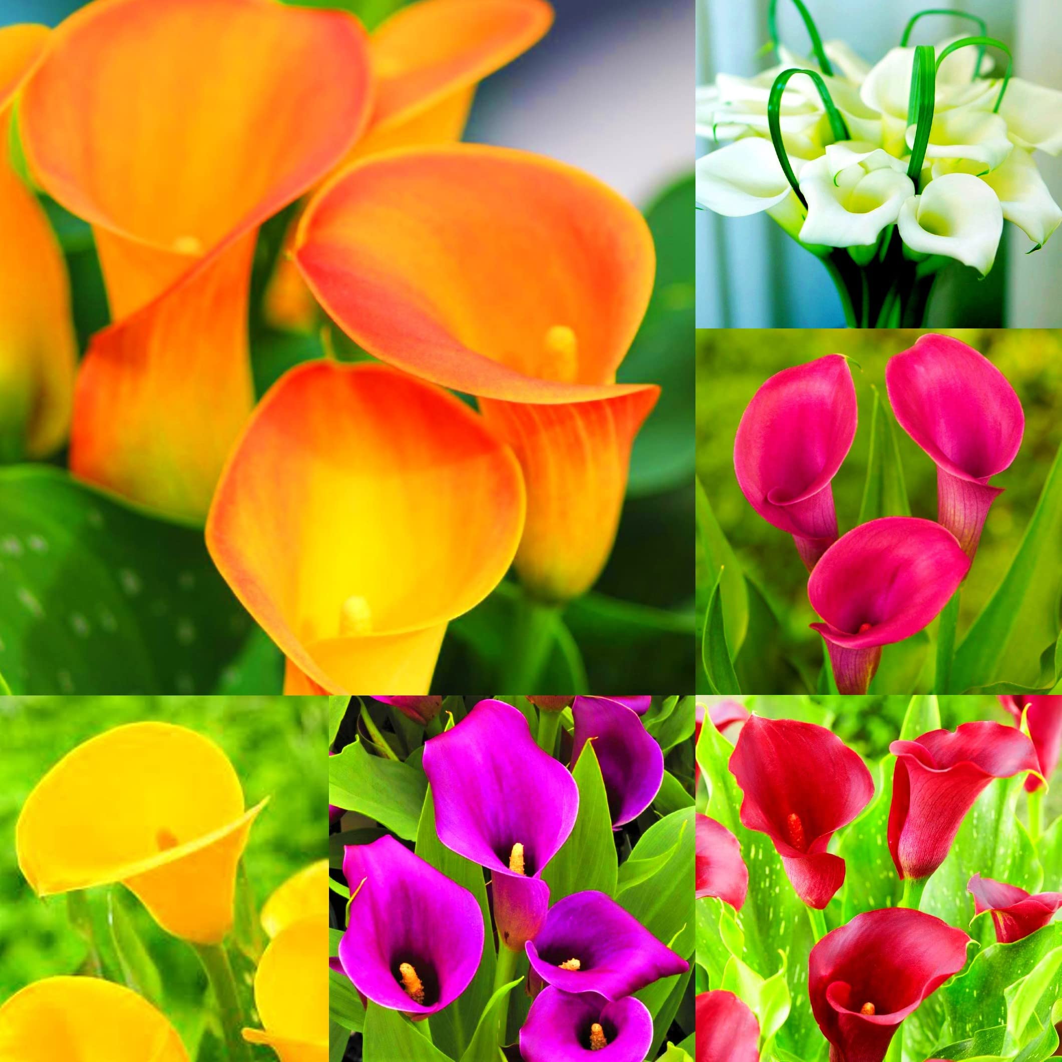 6 x Calla Lily Bulbs - Rainbow Mixed - Spring Flowering Bulbs for Gardens Perennials - Bulbs Size 12/14 - Tim Tim Agro (B09NQ5ZDXR) Amazon Price History, Amazon Price Tracker