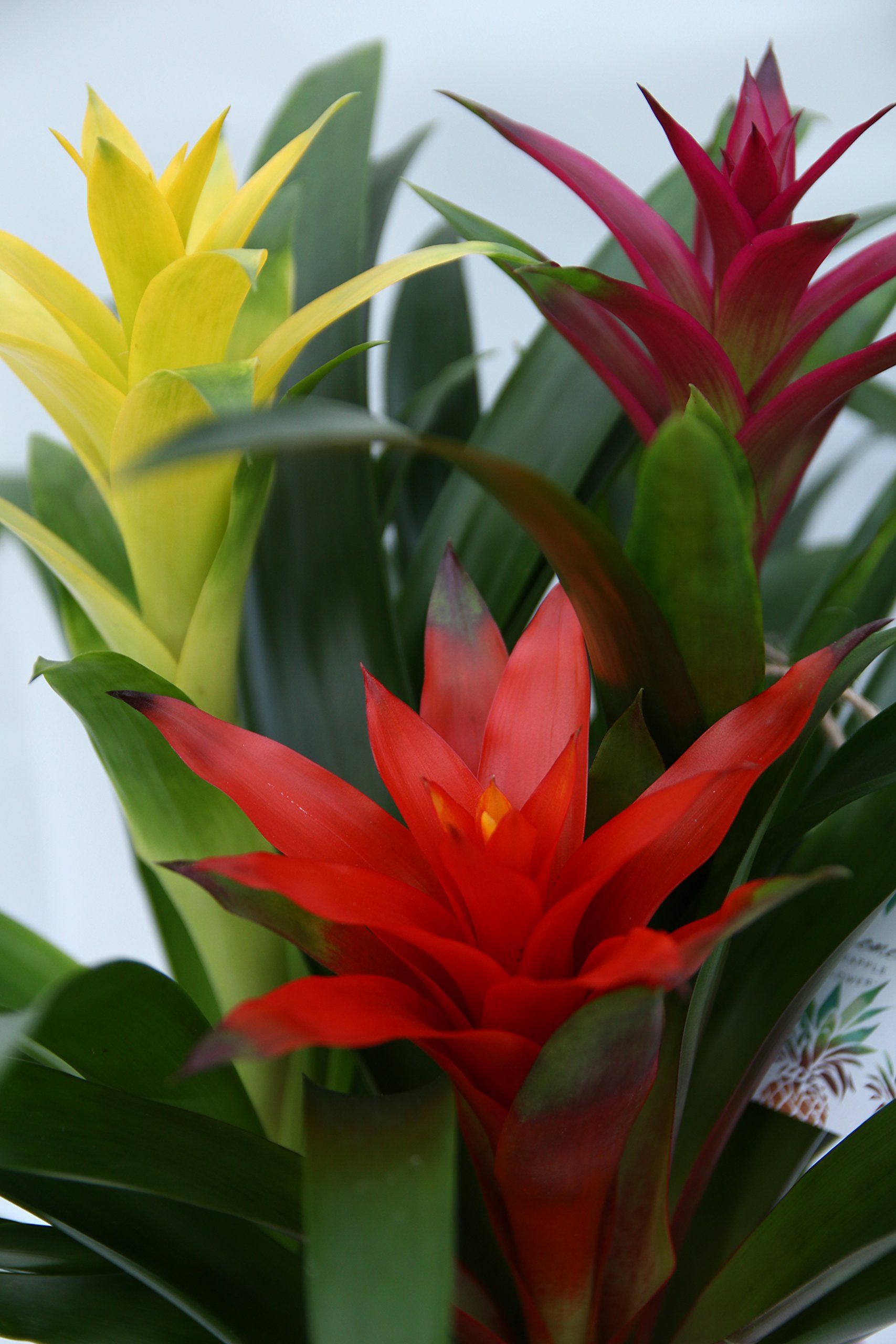 Amazon｜グズマニア 3色寄せ植え｜観葉植物 オンライン通販
