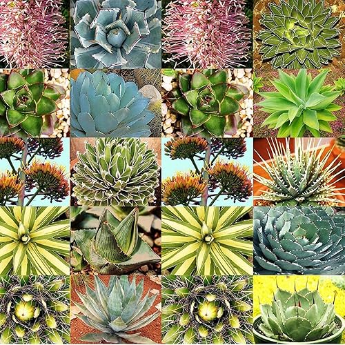 Mezcla de semillas de especies de agave para plantar - 10 semillas - Cultivar especies mixtas de agave - Enviados desde Iowa, EE. UU