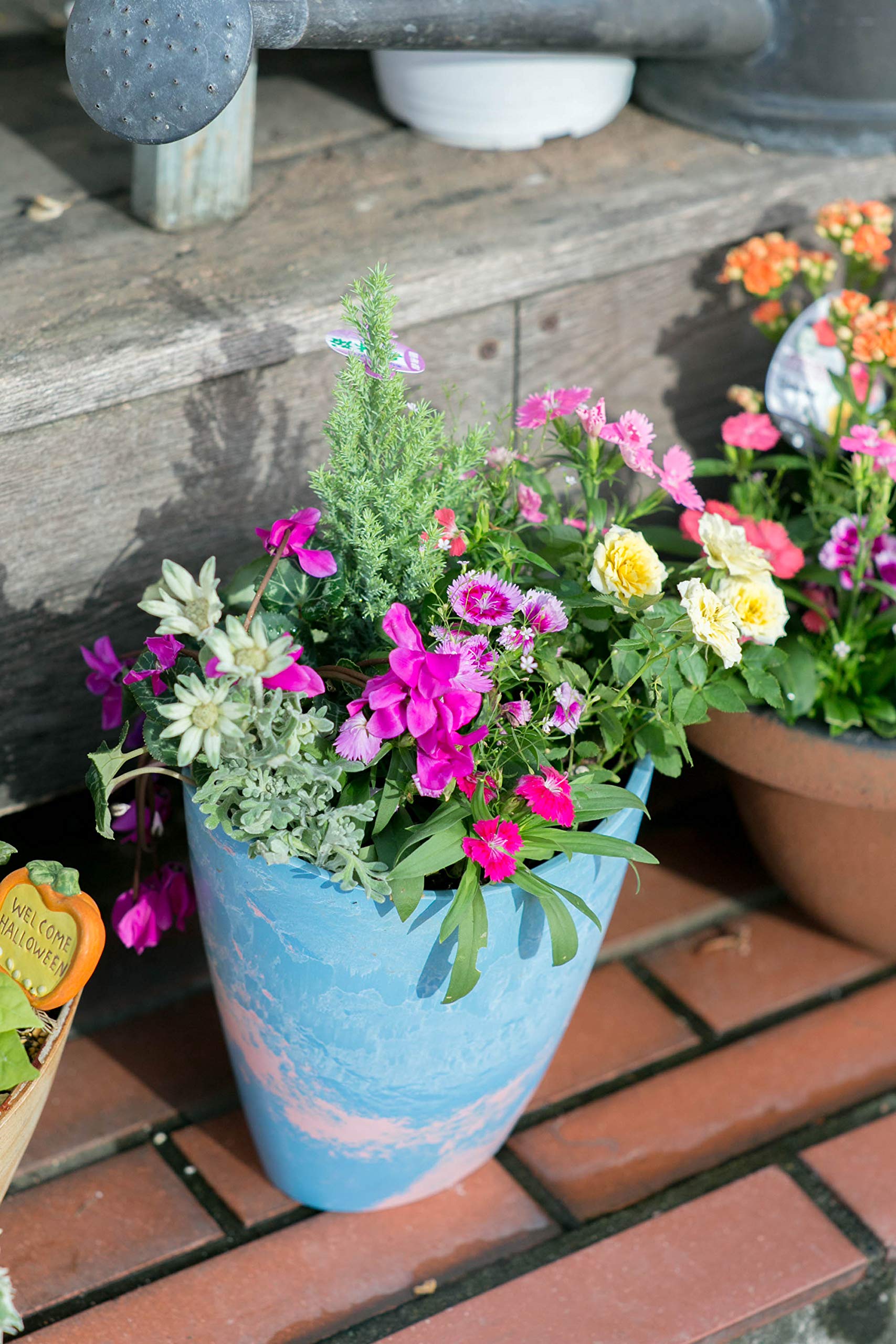 Amazon｜季節のおまかせ寄せ植え 寄せ鉢 鉢花 お任せ種類できれいに