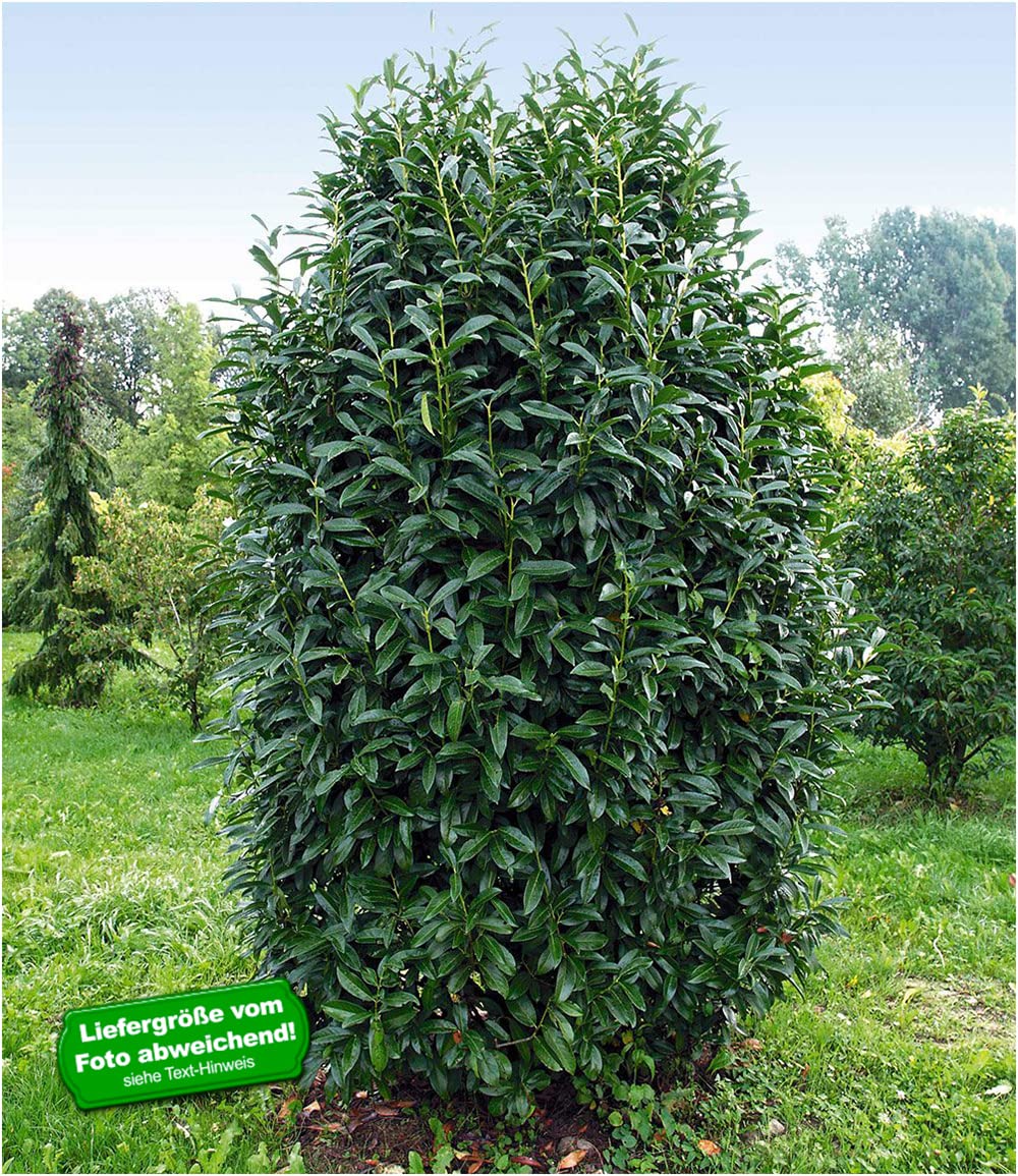 photinia taille Photinia 'Red Robin' main image 1