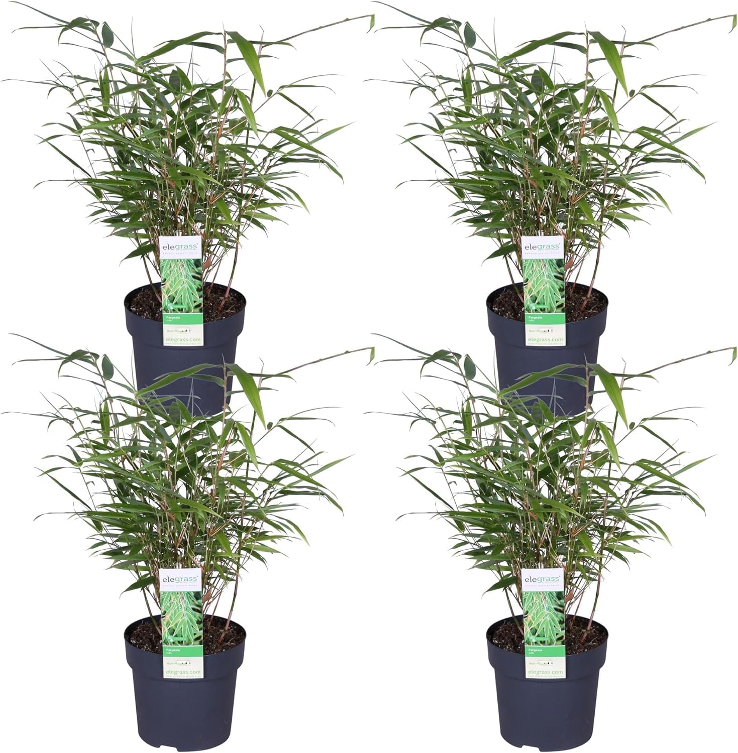 Fargesia ruga - lot de 4 - ↨40cm - Ø14 - plante d'extérieur : Amazon.fr ...