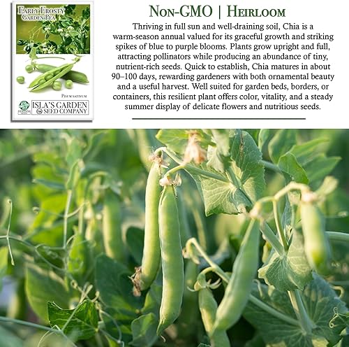 Miniatura 3 de Semillas de guisantes de jardín "Early Frosty" para plantar, más de 50 semillas tradicionales por paquete, semillas de jardín de Isla (semillas de