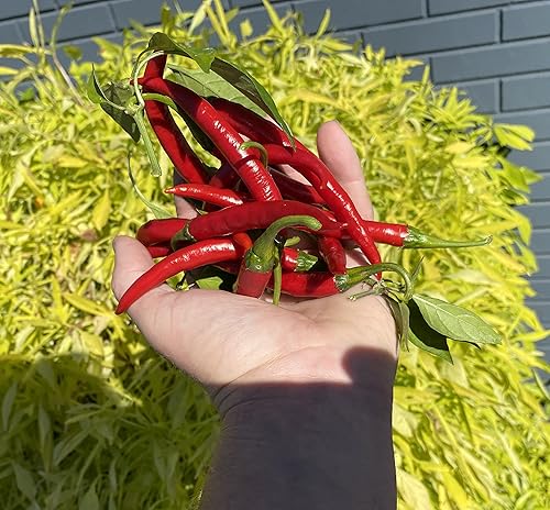Miniatura 4 de Szechwan Chile Plant Sichuan Chili Szechuan Heirloom Oriental Cuisine Pepper Premium Seed Packet