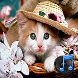 猫の可愛い写真集ネコ自動にゃんこボイス付き