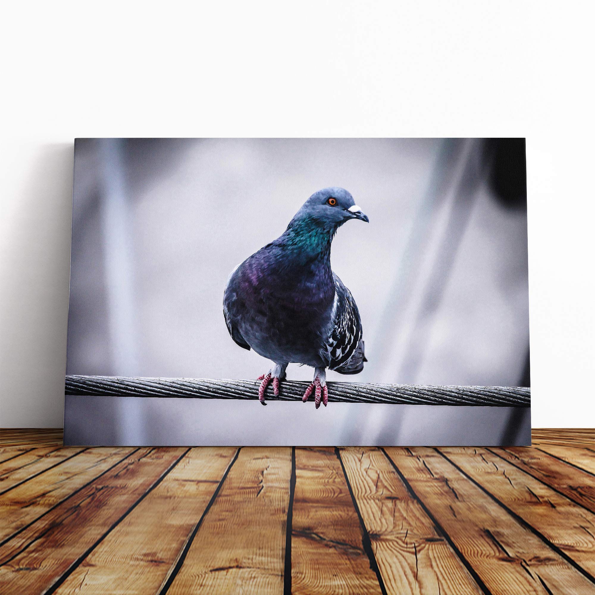 Pigeon Bird Canvas Print | Gallery Wrapped 30mm Frame Wall Art | 24x16 inches | Ready to Hang | Modern Animals Picture | Living Room Bedroom Lounge Office