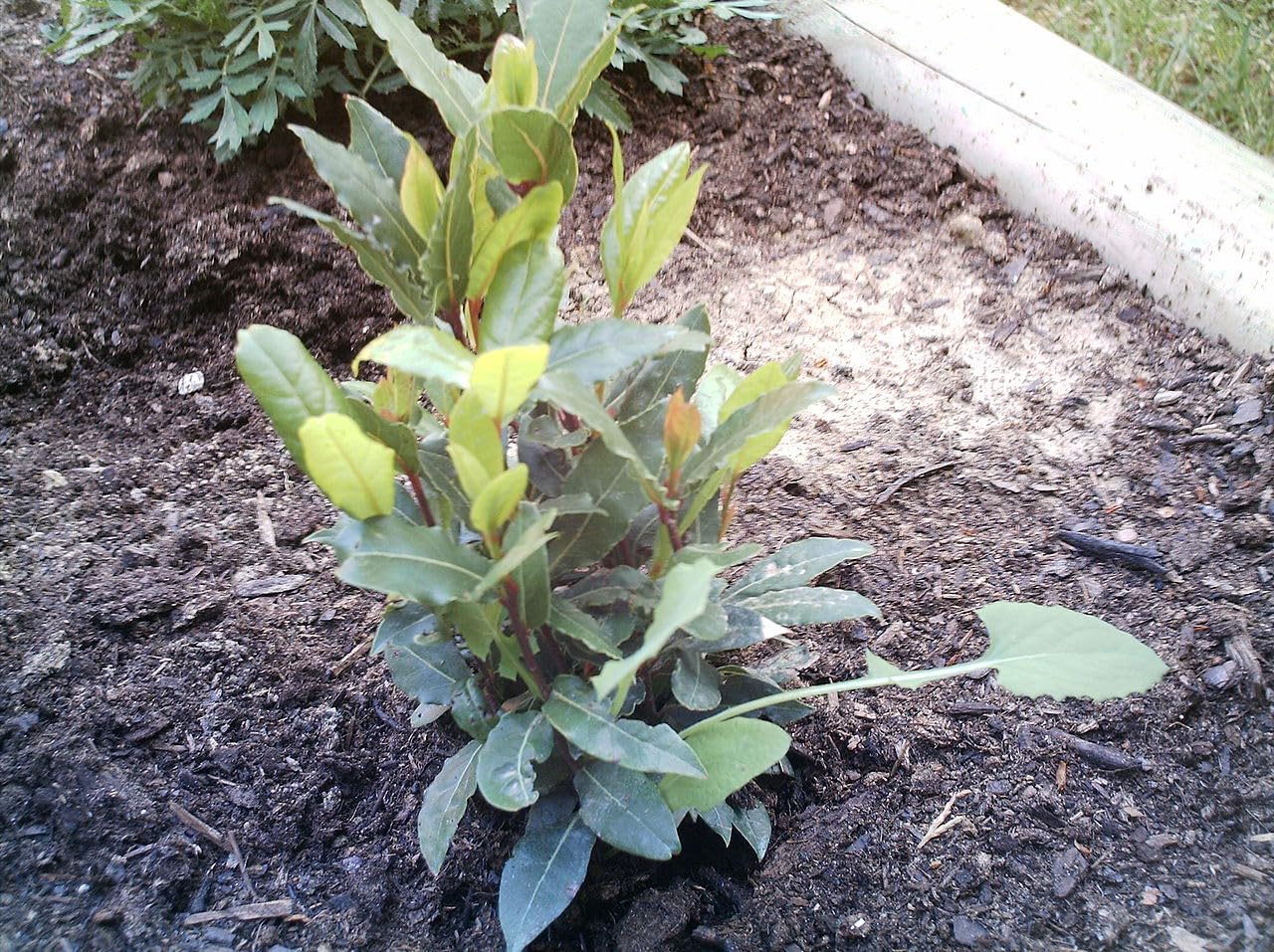 10 Graines de Laurier (Laurus nobilis)