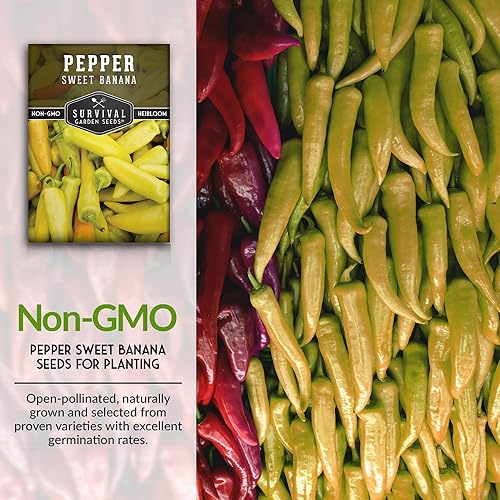 Miniatura 10 de Survival Garden Seeds - Semilla de pimiento dulce de plátano para plantar - 2 paquetes con instrucciones para plantar y cultivar pimientos amarillos