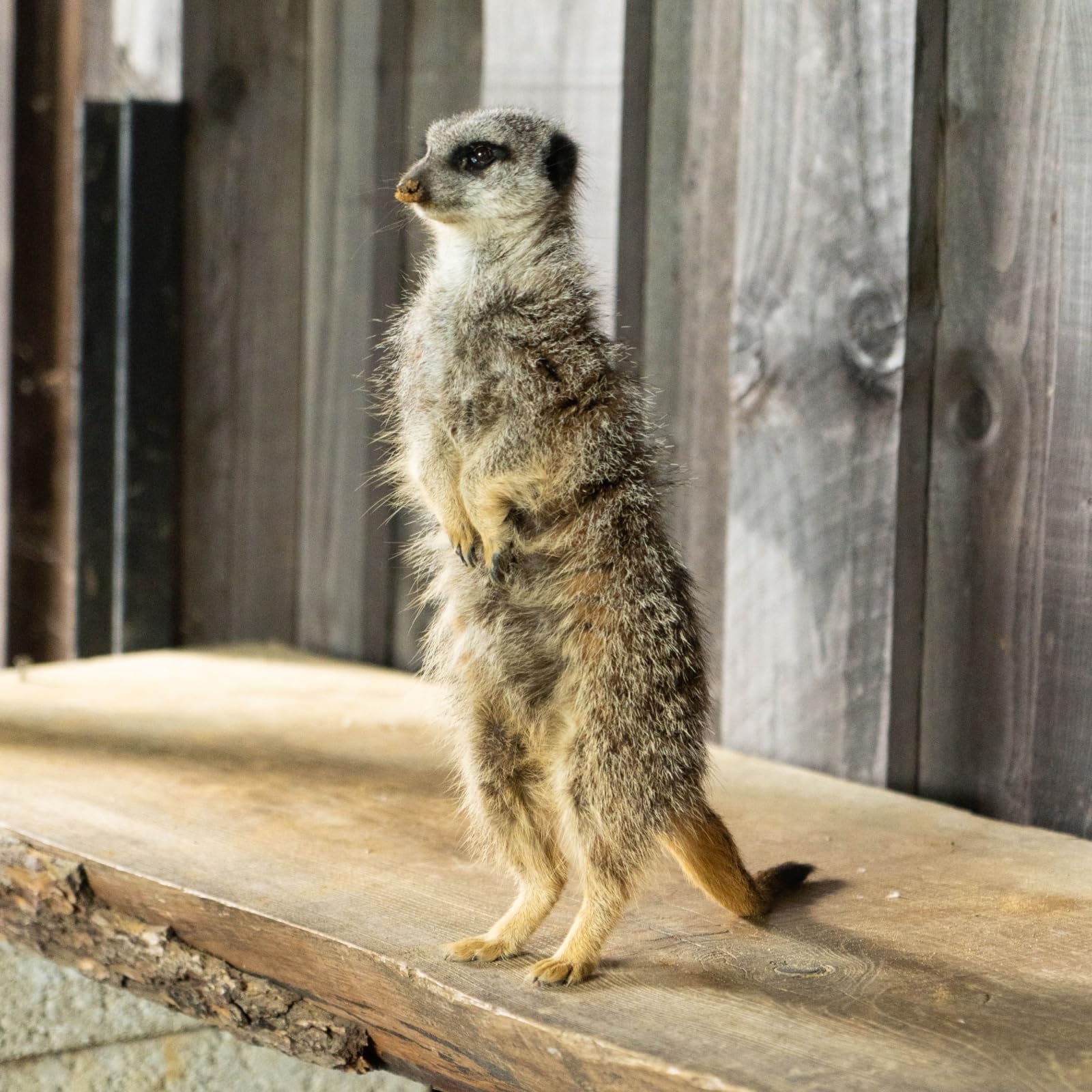 Meet and Feed the Meerkats for Two at Millets Falconry Centre - Image 4