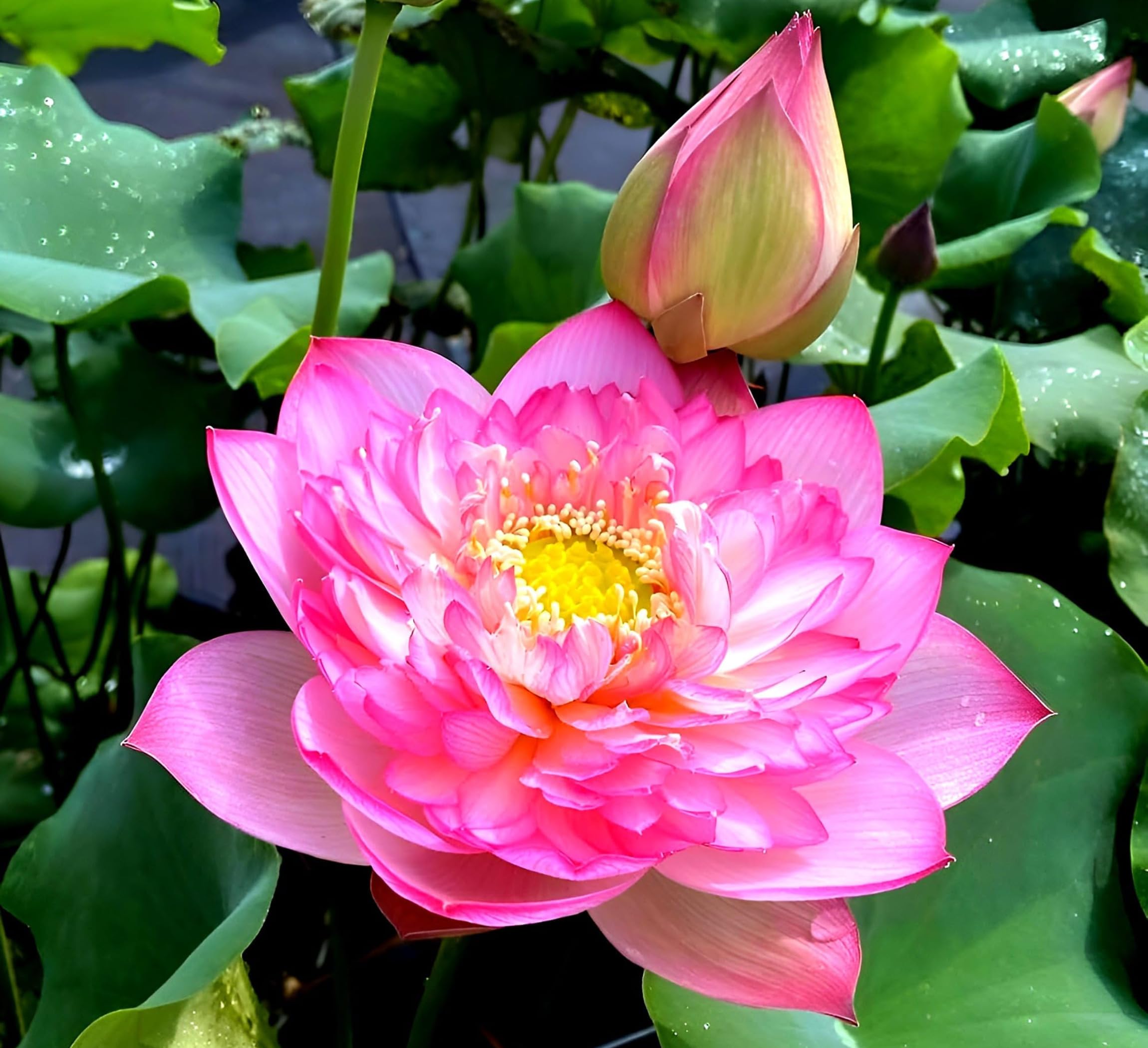Red Lotus Plant - Blooms in 30 Days! -24