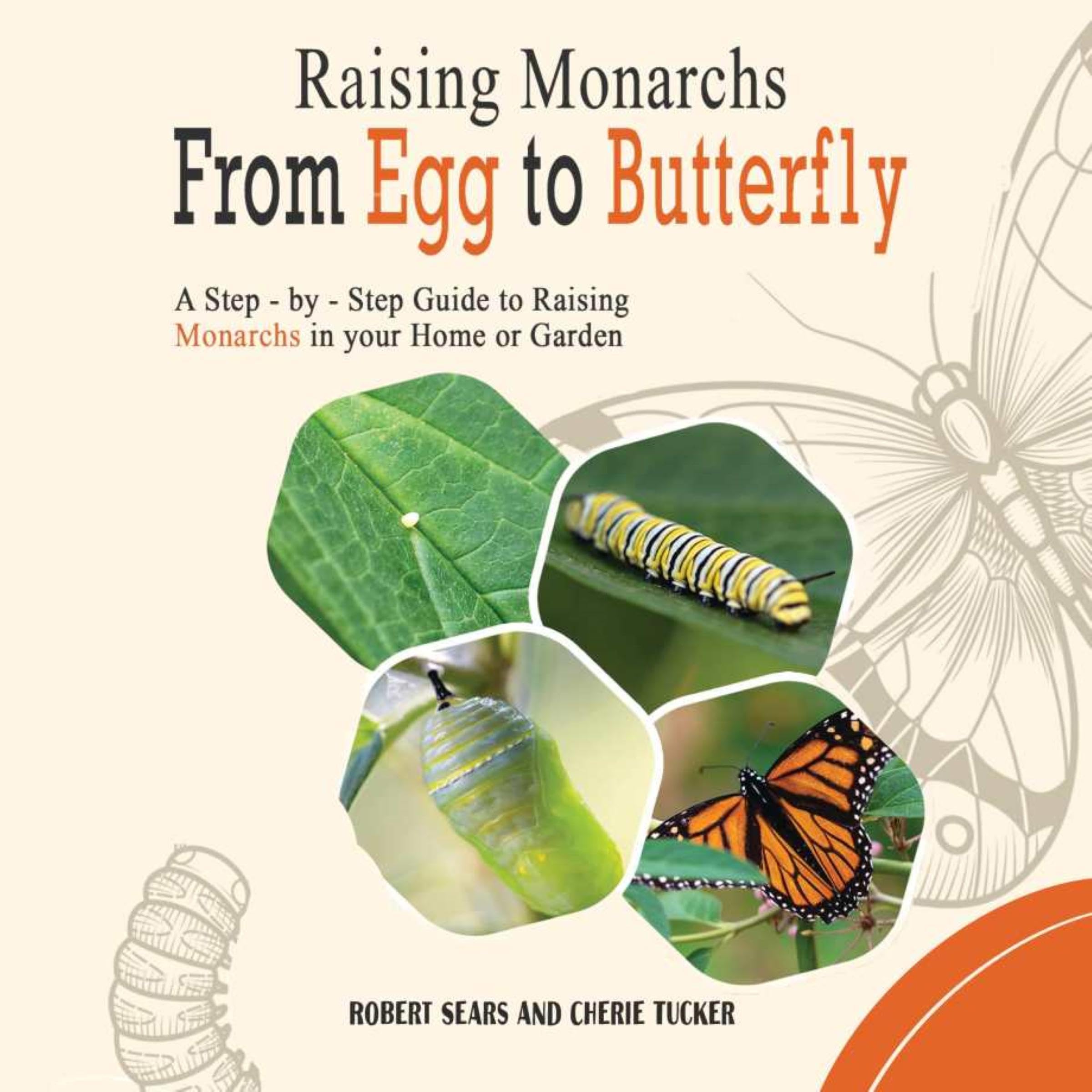 Raising Monarchs from Egg to Butterfly