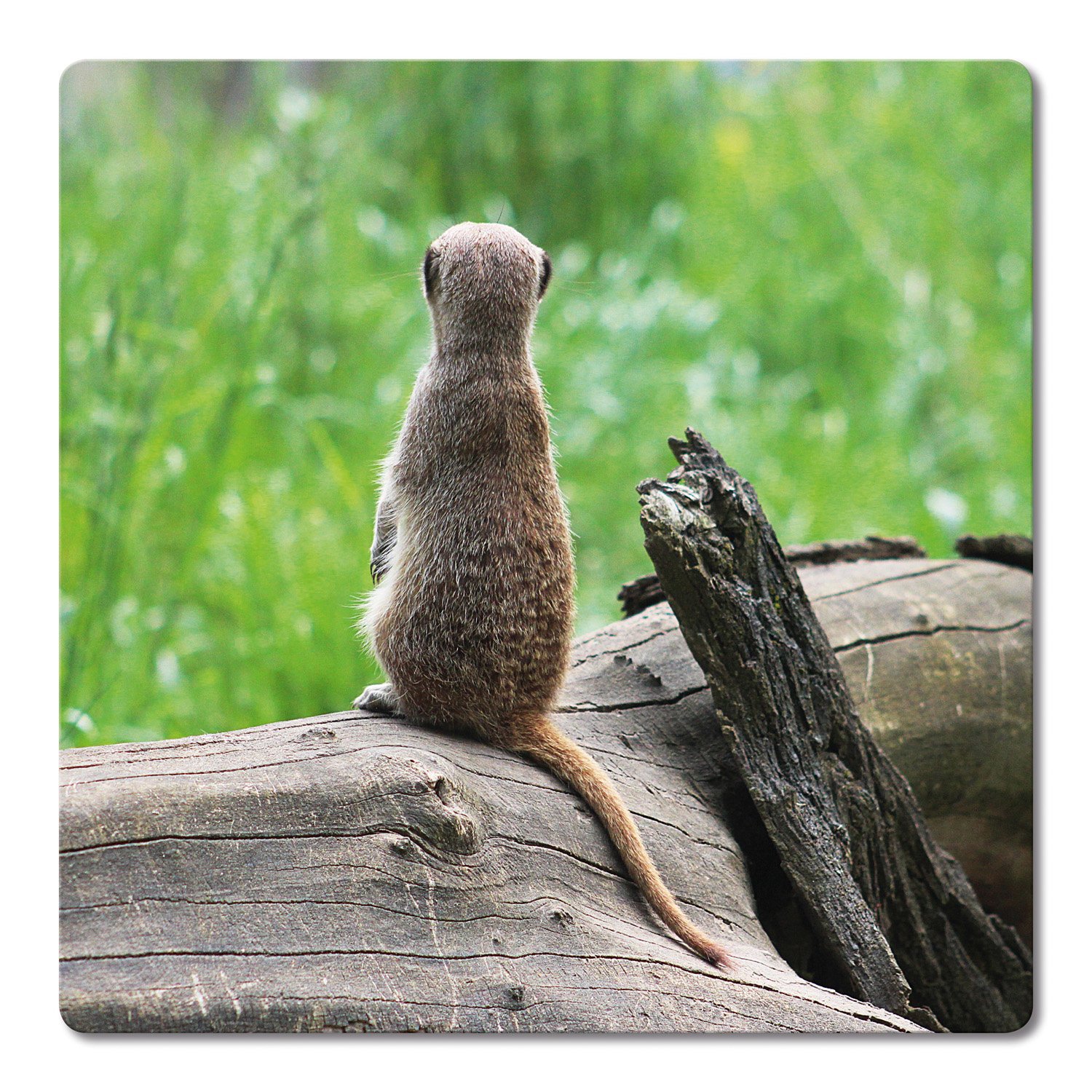 ADDIES Sottobicchiere, 6 Pezzi Set con Stampa Motivo Meerkat di 05 in Scatola Regalo Trasparente e Retro in Sughero, Motivo: Animale