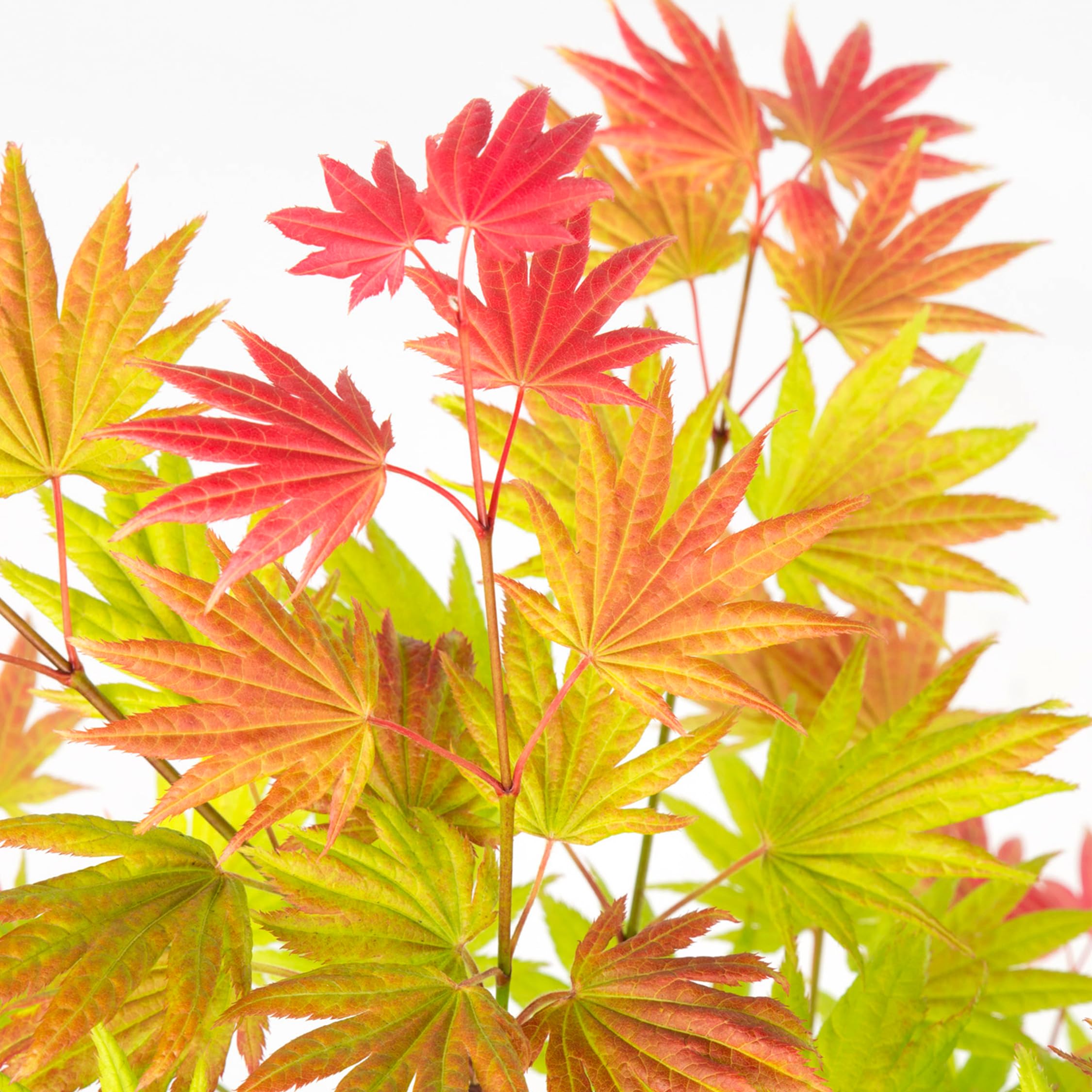 Plant in a Box - Acer palmatum 'Moonrise' - klon japoński Odporny na zimę - Doniczka 19cm - Wysokość 40-50cm