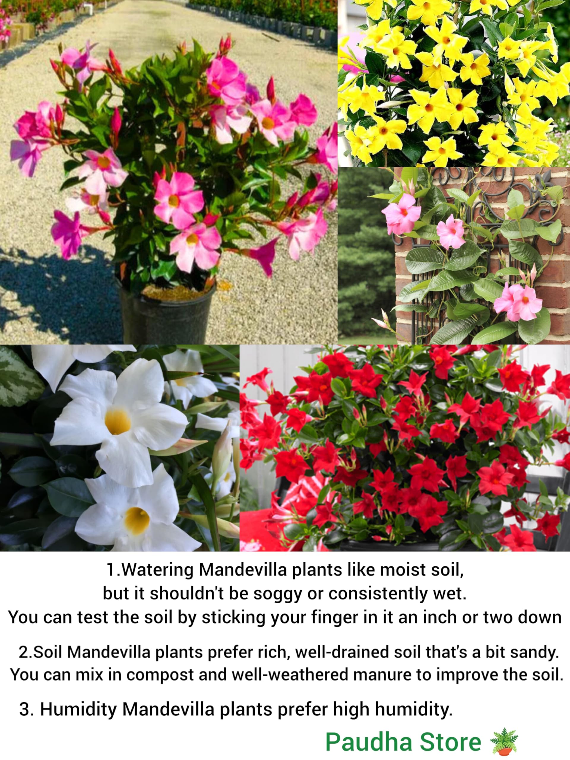 Red Mandevilla Plant - Lush Flowers FREE SHIPPING -5