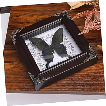 蝶の標本 フレーム入り 多数 蝶の標本 フレーム入り 多数 蝶の標本 フレーム入り 多数