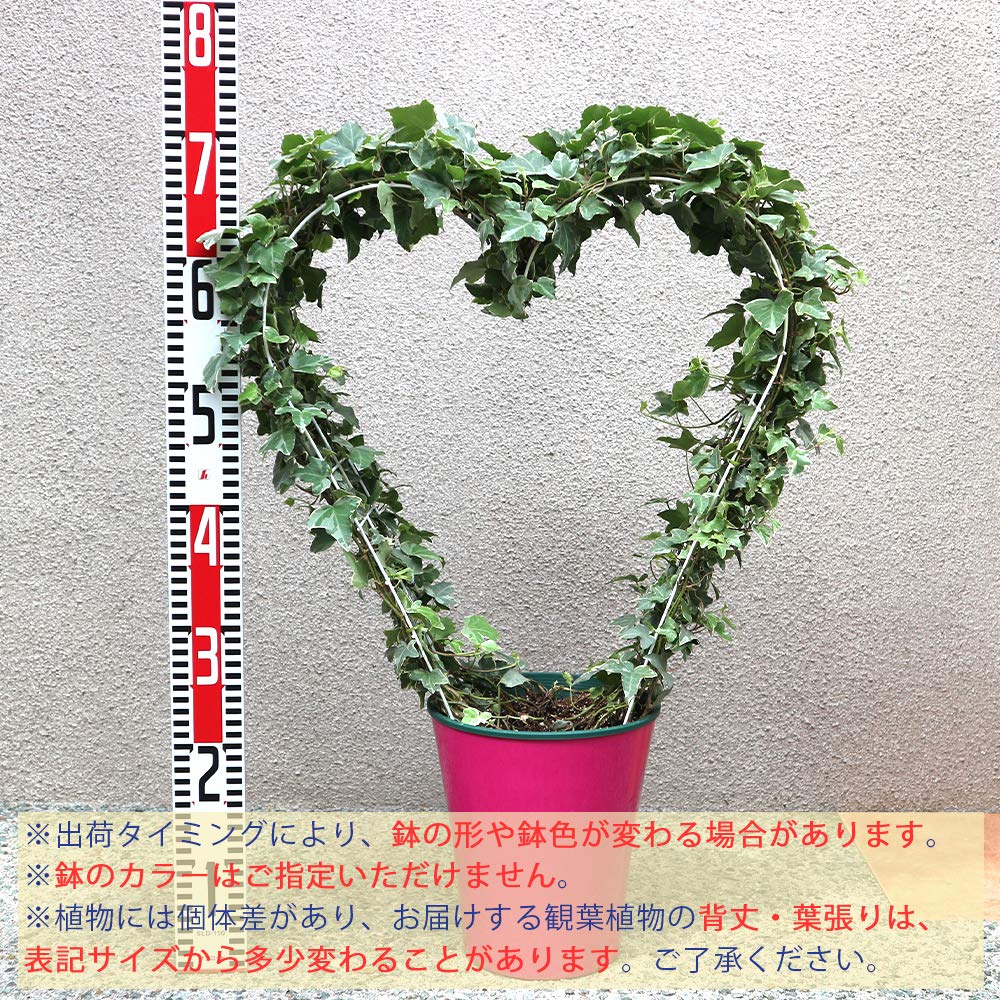 観葉植物ハート型アイビー Amazon｜ヘデラ(アイビー)ハート型トピアリー 観葉植物 中型 7号