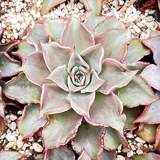 Amazon.co.jp: Succute: フリル系