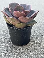 Vista 3 de Echeveria Red Robe Live Succulent Plant, 2 Inch Potted with Soil, Fully Rooted for Home and Office Decor or Gift
