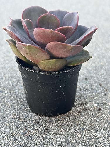 Miniatura 3 de Echeveria Red Robe Live Succulent Plant, 2 Inch Potted with Soil, Fully Rooted for Home and Office Decor or Gift