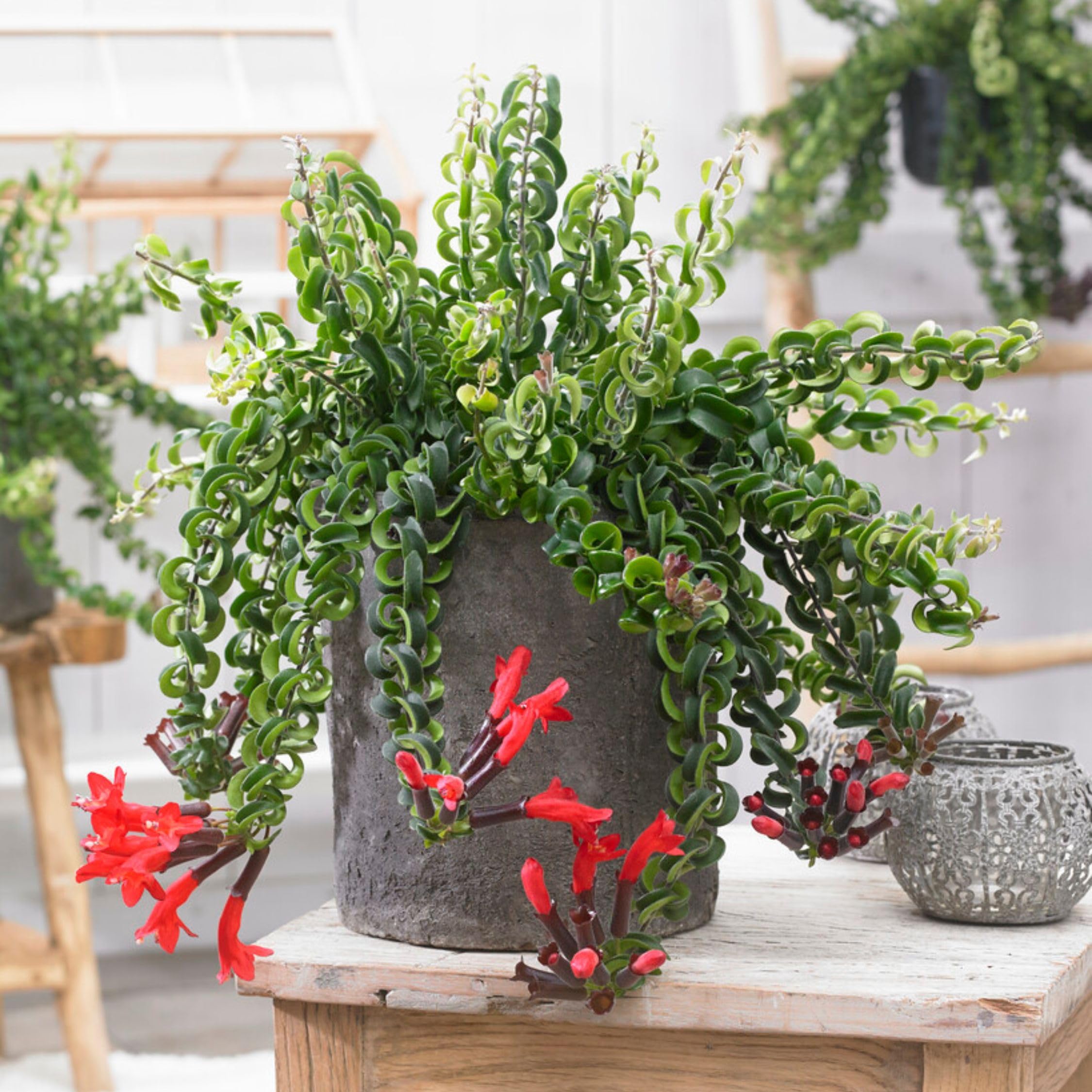 Plant in a Box - Aeschynantus Twister - Speciale pianta ricadente con lunghi viticci verdi - Pianta da appartamento con fiori rossi - Vaso 15cm - Altezza 20-30cm