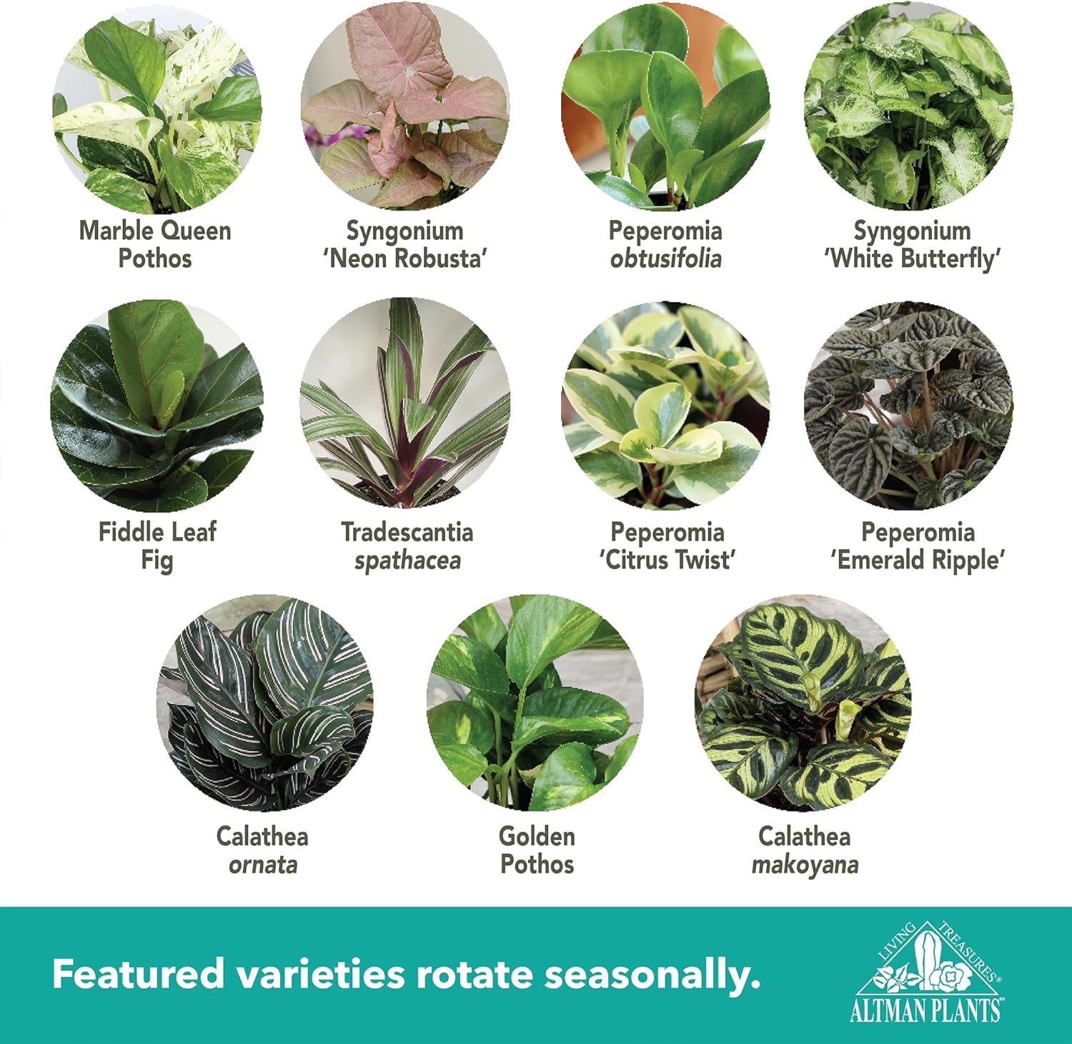 Altman Plants Deluxe Houseplants (3 Pack), Assorted Popular Live Indoor Plant Varieties, Easy Plant Care, 4.25 in Pots