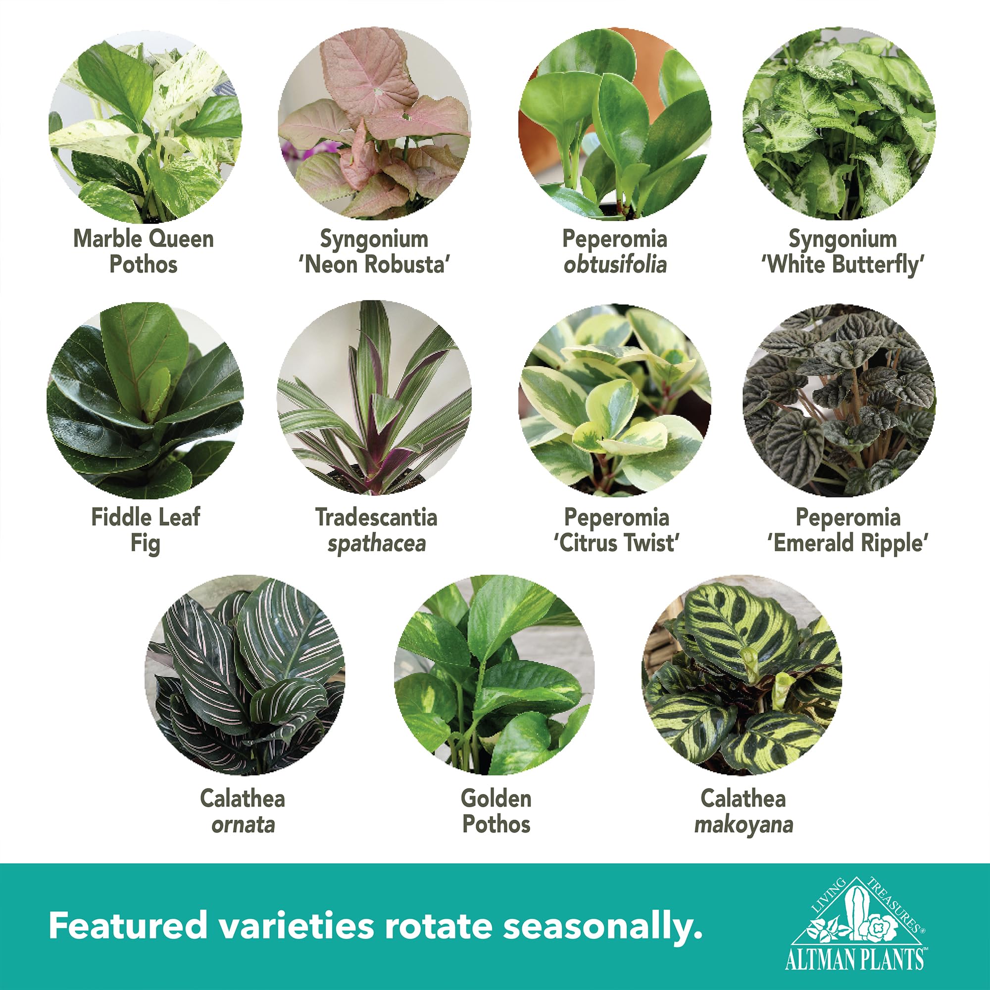 Amazon.com : Altman Plants Deluxe Houseplants (3 Pack), Assorted Popular  Live Indoor Plant Varieties, Easy Plant Care, 4.25 in Pots : Patio, Lawn &  Garden