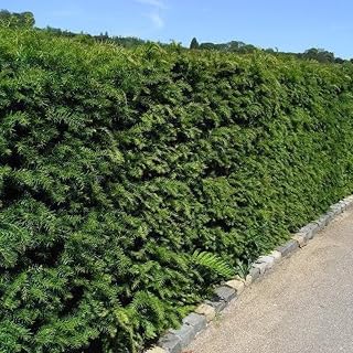 English Yew Hedging Plants 20-40cm Taxus Baccata Dense Evergreen Hedge Potted (5 Plants)